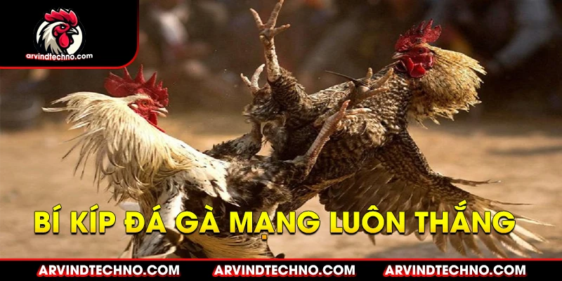 bí kíp đá gà mạng luôn thắng