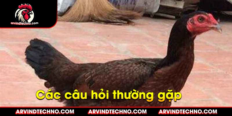 các câu hỏi thường gặp 