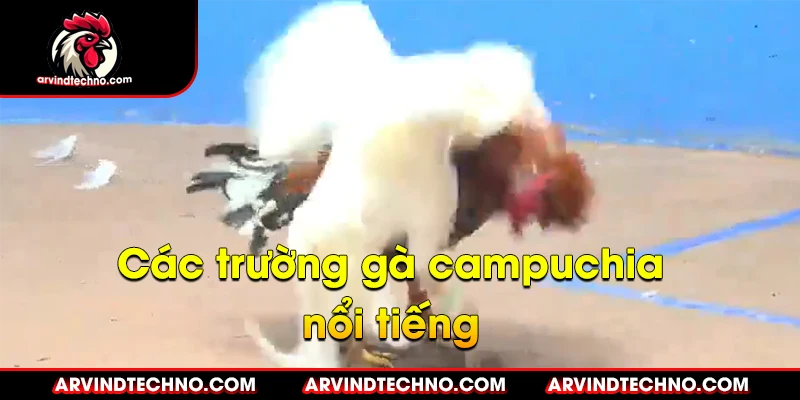 Các Trường Gà Campuchia Nổi Tiếng