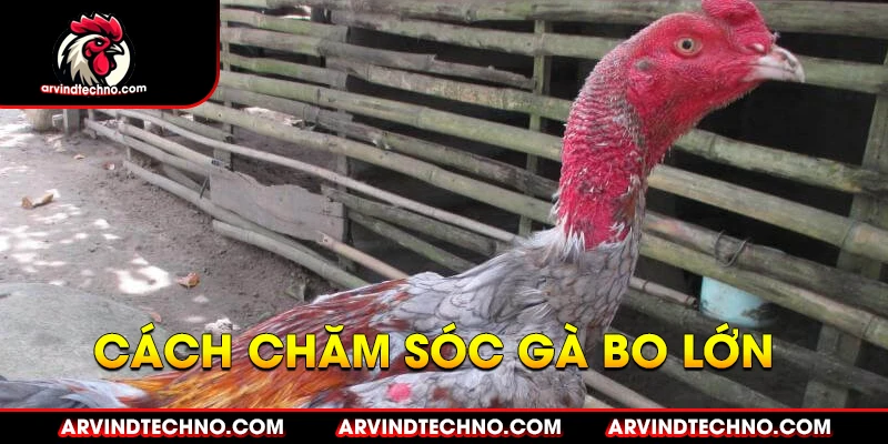 Chăm Sóc Sức Khỏe Cho Gà Đá