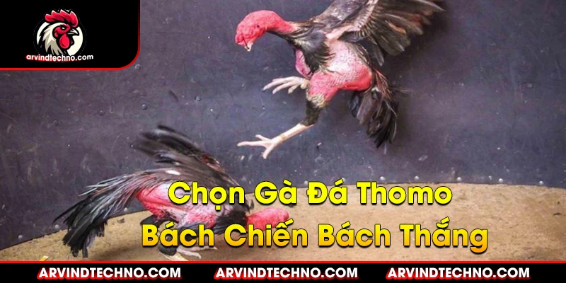Bí Quyết Chọn Gà Đá Thomo Bách Chiến Bách Thắng