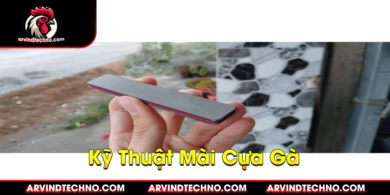 Bí Quyết Mài Cựa Gà Sắc Bén, Gây Sát Thương Cao