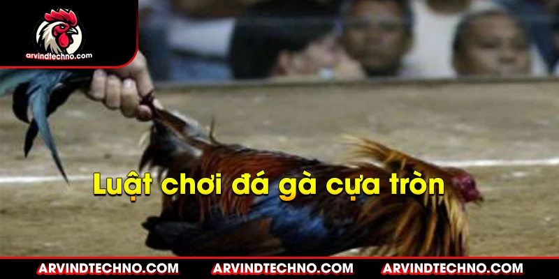 luật chơi đá gà cựa tròn