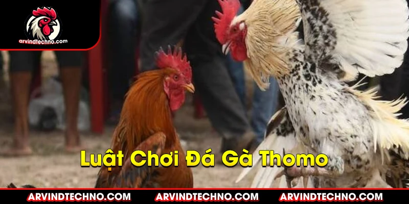 Luật Chơi Đá Gà Thomo Mới Nhất: Những Điều Cần Biết