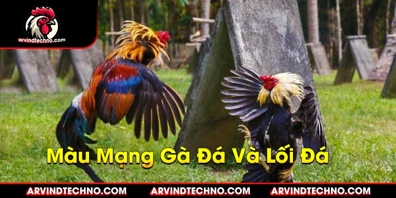 Màu Mạng Gà Đá Và Lối Đá