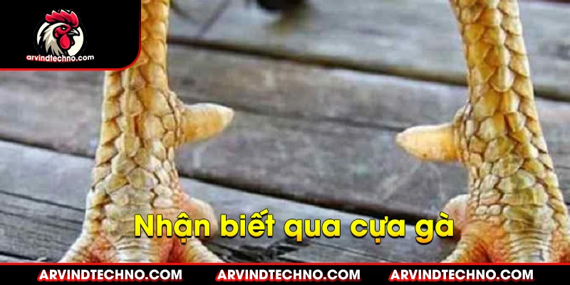 nhận biết qua cựa gà