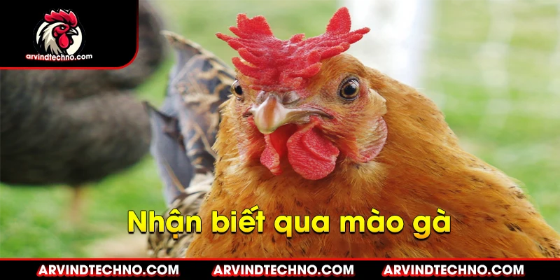Nhận biết qua mào gà