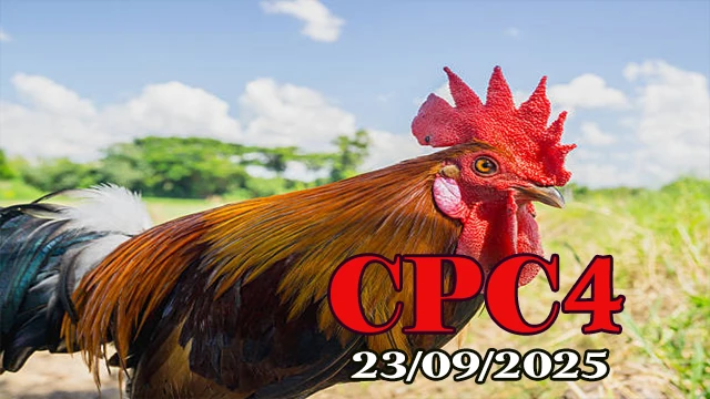 Full video đá gà trực tiếp C4 hôm nay 23/09/2025