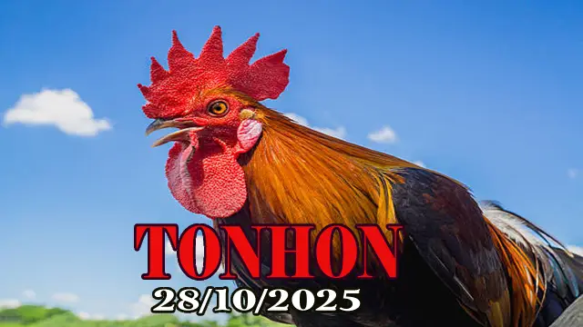 Clip phát lại đá gà trực tiếp Tonhon hôm nay 28/10/2025