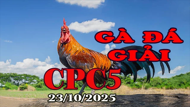 Gà Đá Giải C5 Hôm Nay 23/10/2025