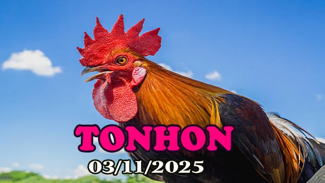 Clip phát lại đá gà trực tiếp Tonhon hôm nay 03/11/2025
