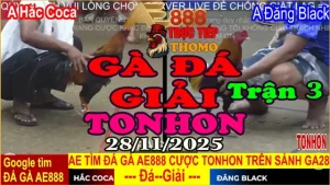Gà Đá Giải TONHON Trận 3: A. Hắc Coca vs A. Đăng Black