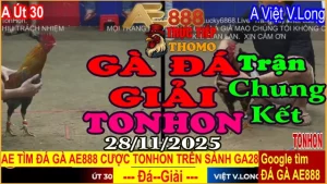 Gà Đá Giải TONHON Trận Chung Kết: A. Út 30 vs A. Việt Vĩnh Long - 3.3kg
