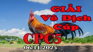 Phát Lại Gà Đá Giải Vô Địch Cúp C5 Hôm Nay 06/11/2025