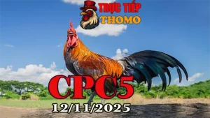 Phát Lại Full Trận Đá Gà Trực Tiếp CPC5 Thomo 12/11/2025