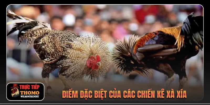 Điểm đặc biệt của các chiến kê xà xía