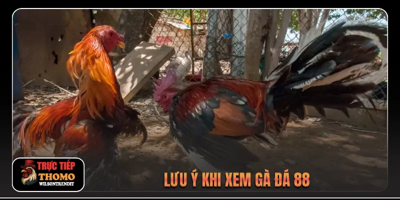 Lưu ý khi xem gà đá 88
