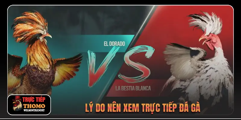 Lý do nên xem trực tiếp đá gà