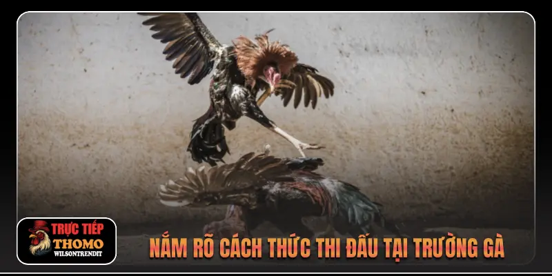 Nắm rõ cách thức thi đấu tại trường gà