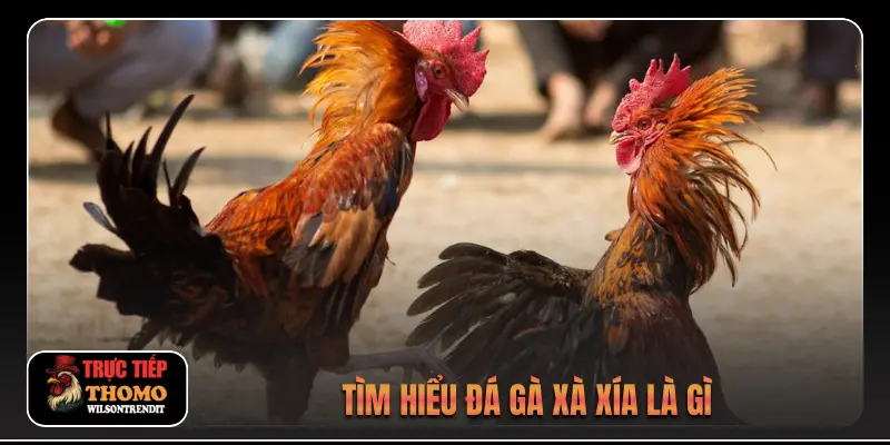 Tìm hiểu đá gà xà xía là gì