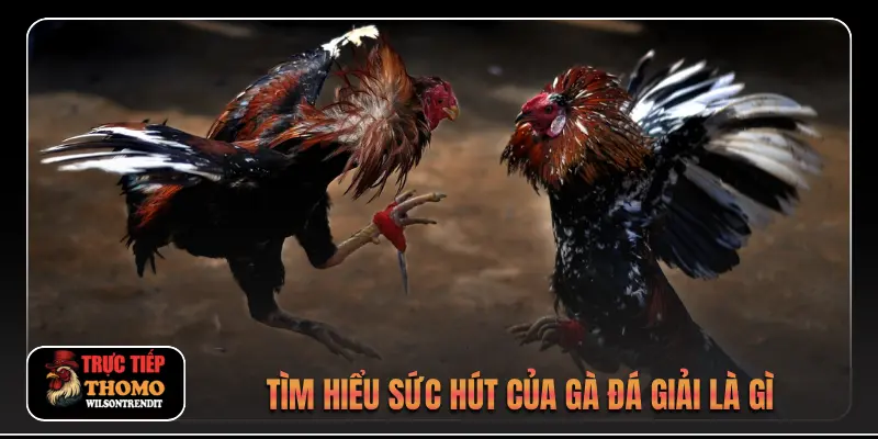 Tìm hiểu sức hút của gà đá giải là gì