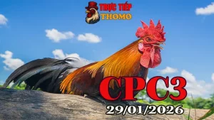 Trực Tiếp Đá Gà CPC3 29012026 – Video Full Không Quảng Cáo