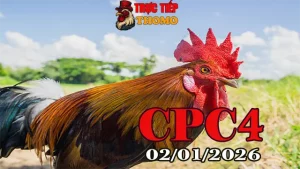 Xem Full Clip Đá Gà Thomo CPC4 Ngày 02012026 Chuẩn Nét
