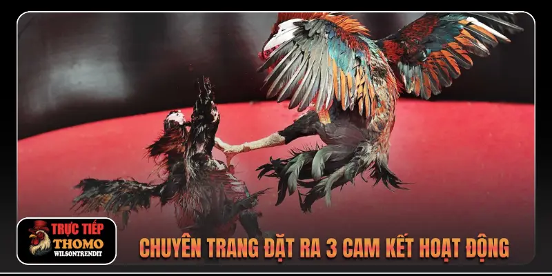 Chuyên trang đặt ra 3 cam kết hoạt động 