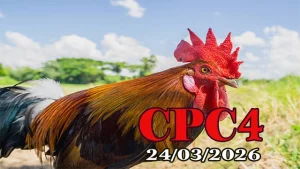Tổng Hợp Video Clip Đá Gà Thomo CPC4 Ngày 24032026