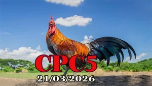 Xem clip đá gà trực tiếp CPC5 hôm nay 21032026 Full HD