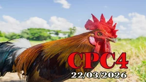 Xem video đá gà trực tiếp CPC4 hôm nay 22032026