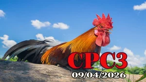 Cập nhật video đá gà trực tiếp Thomo CPC3 ngày 09042026