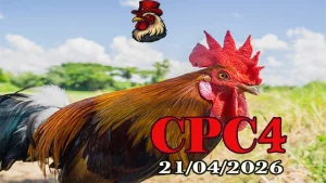 Tổng hợp clip đá gà trực tiếp Thomo CPC4 ngày 21042026