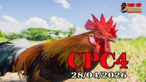Video Full Đá Gà Trực Tiếp CPC4 Ngày 28042026
