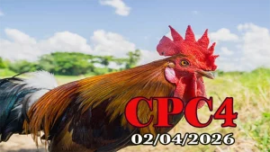 Xem Phát Lại Đá Gà CPC4 Ngày 02042026