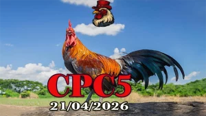 Xem Phát Lại Đá Gà Thomo CPC5 Ngày 21042026
