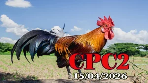 Xem Video Đá Gà Thomo CPC2 Ngày 15042026