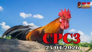 Xem clip đá gà trực tiếp Thomo CPC3 ngày 25042026